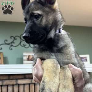 Sage, German Shepherd Puppy